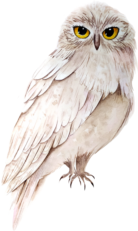 Watercolor White Owl Illustration